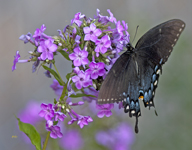 Tiger Swallowtail 2537